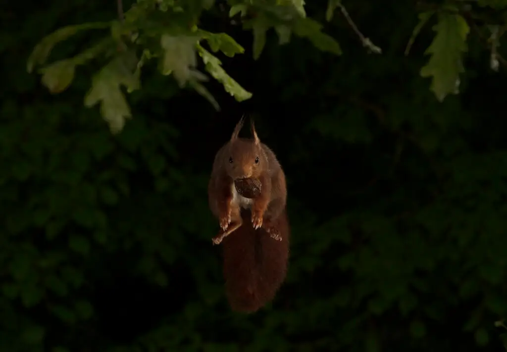hides Fotografícos de fauna en cantabria foto1