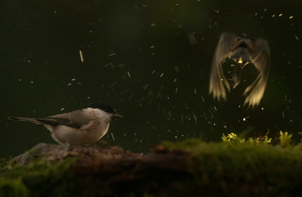 hides Fotografícos de fauna en cantabria foto10