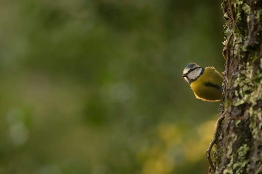hides Fotografícos de fauna en cantabria foto11