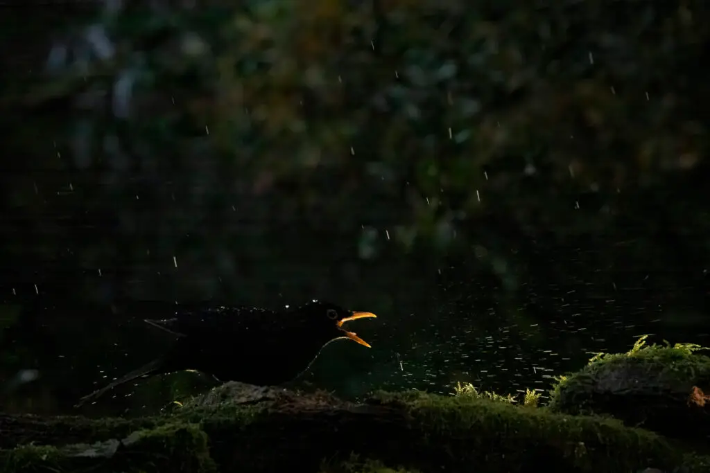 hides Fotografícos de fauna en cantabria foto16