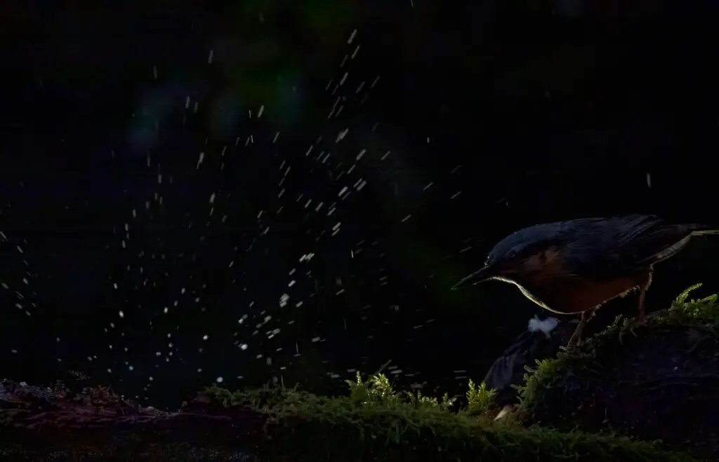 hides Fotografícos de fauna en cantabria foto17