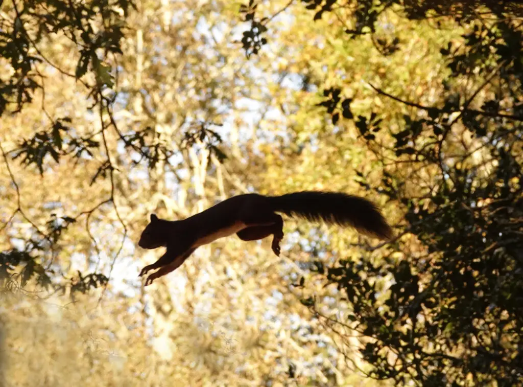 hides Fotografícos de fauna en cantabria foto18