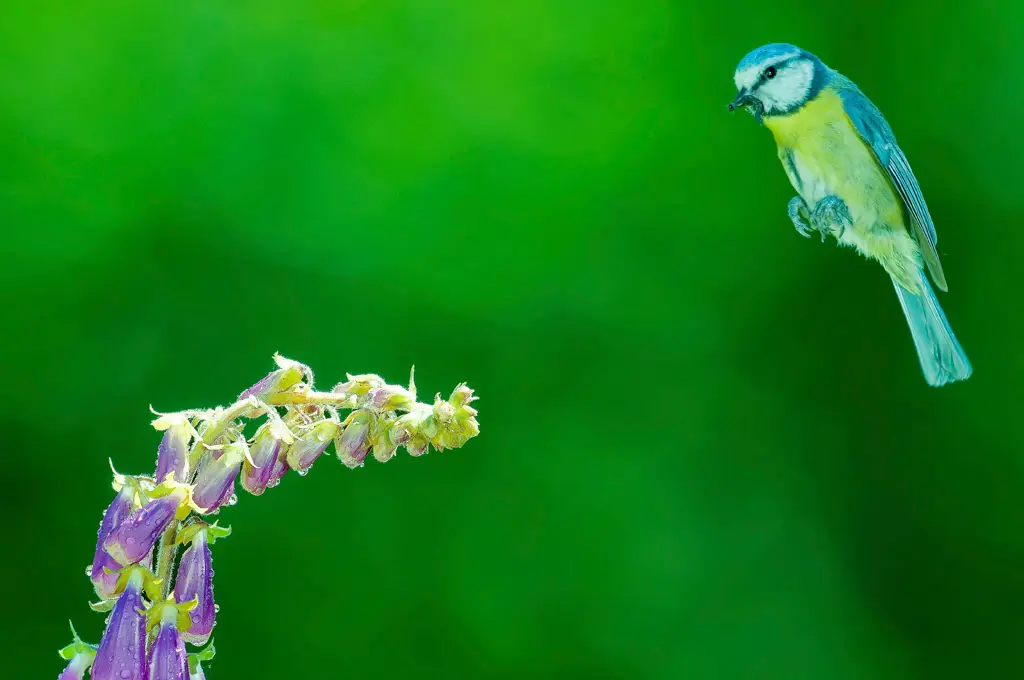 hides Fotografícos de fauna en cantabria foto19