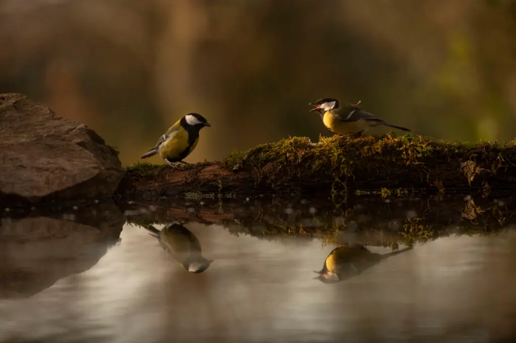 hides Fotografícos de fauna en cantabria foto20