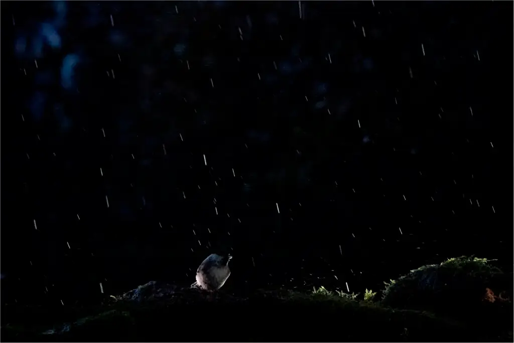 hides Fotografícos de fauna en cantabria foto3