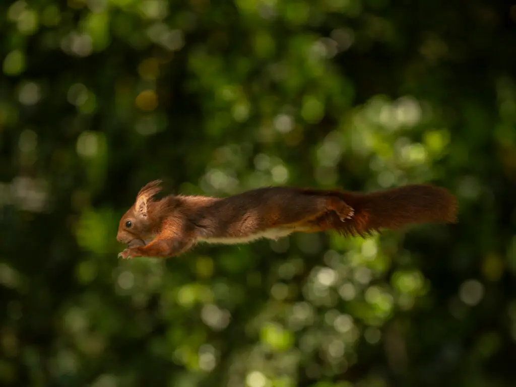 hides Fotografícos de fauna en cantabria foto5