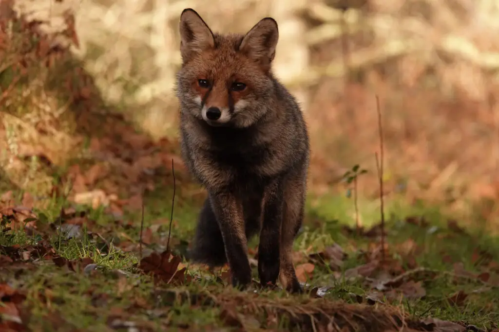 hides Fotografícos de fauna en cantabria foto6