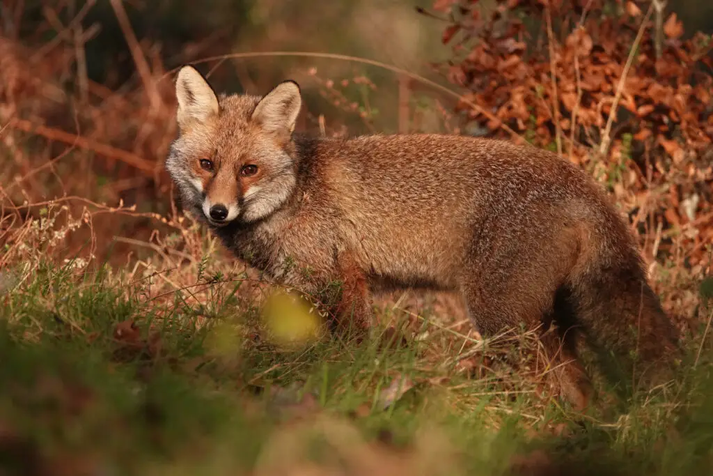 hides Fotografícos de fauna en cantabria foto7