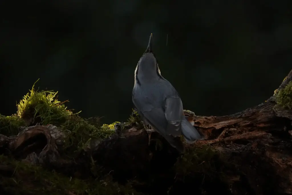hides Fotografícos de fauna en cantabria foto8