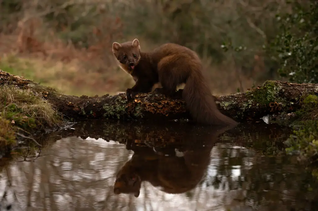 hides Fotografícos de fauna en cantabria marta2web