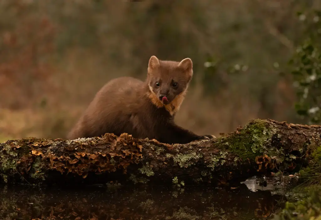 hides Fotografícos de fauna en cantabria marta4web