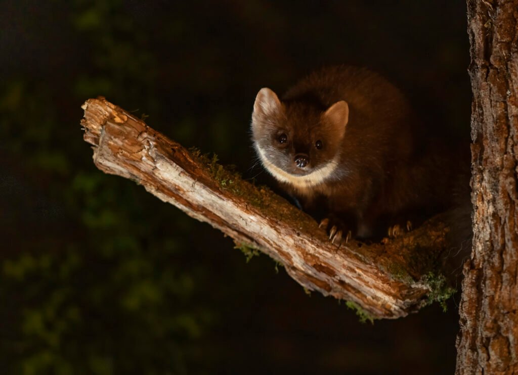 hides Fotografícos de fauna en cantabria martaweb