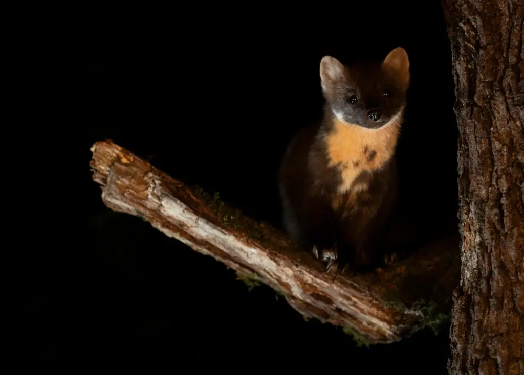 hides Fotografícos de fauna en cantabria marta3web